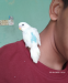 Tame Budgie বাজিগর পাখি